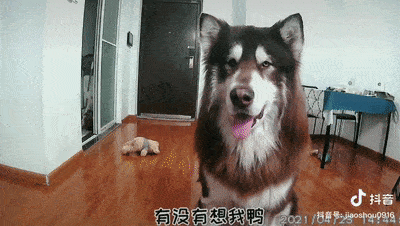 阿拉斯加最新爆料,最新爆料揭示不为人知的真相  第2张